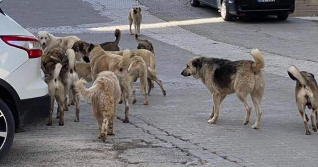 FB IMG 1708916883590