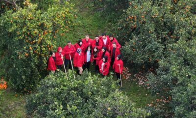 Gönüllü gençler, Hatay’daki narenciye bahçelerinde dalında kalan ürünü topluyor