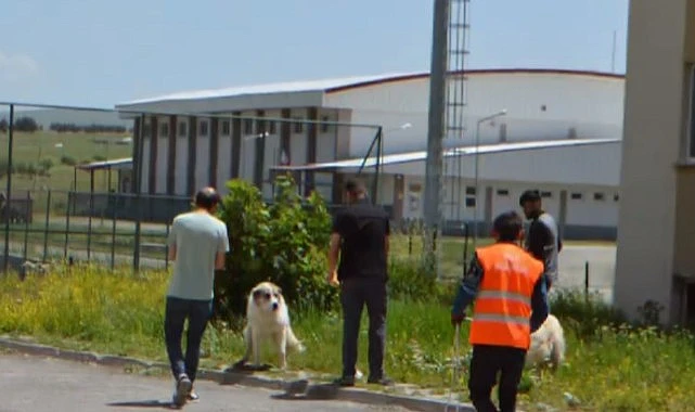 Göle Belediyesi, başıboş sokak hayvanlarını toplamaya başladı