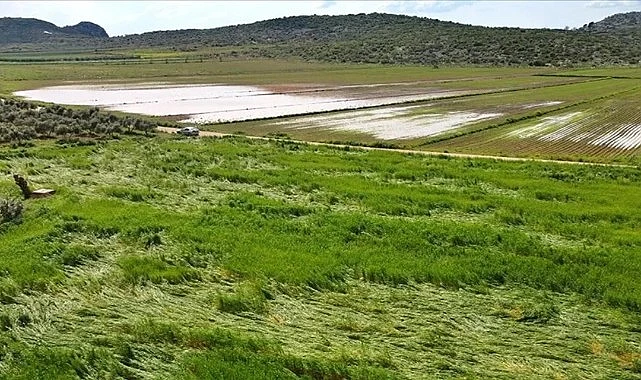 Ardahan’da yağışlar tarımı vurdu