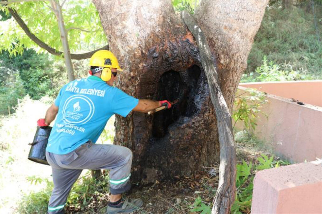 Alanya’da doğa mirası ağaçlara bakım