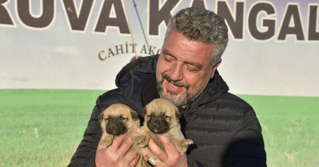 Kangal köpeği sevdasını ‘safkan’ üretim çiftliğine dönüştürdü