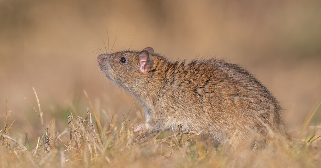 KARGO GEMILERI ILE SAHIL KENTLERINE YAYI 523105 154835