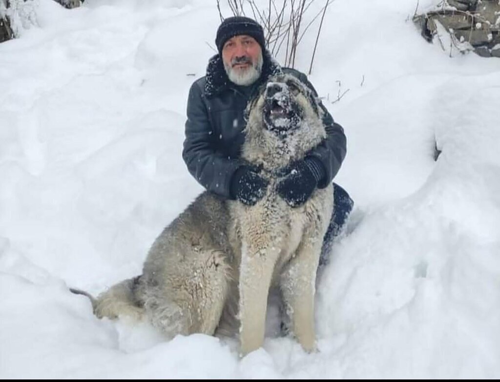 KENDISINE SALDIRAN KURTTAN KOPEKLERI SAY 485579 143645