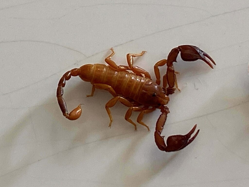 KONYADA YENI BIR AKREP TURU KESFEDILDI 360320 99457 scaled