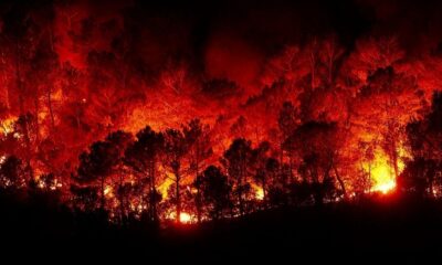 Kahramanmaraş’ta Orman Yangını Çıktı