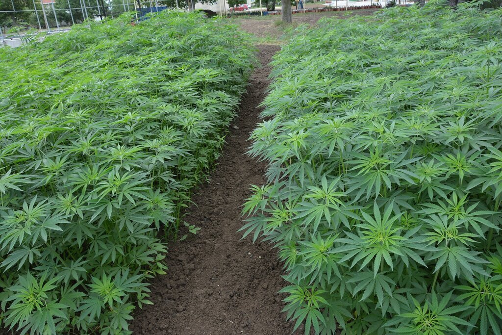 Kenevirin stratejik kenti Samsun samsun haber