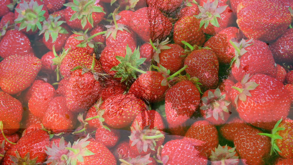 Mevsimler sasti cilek uretimi artti