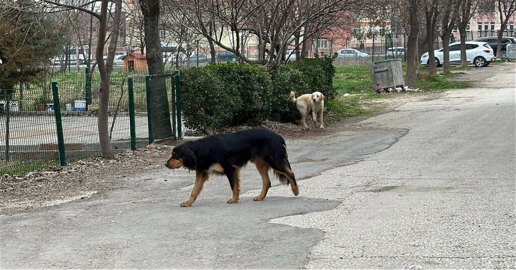 OKUL YOLUNDA KOPEK SALDIRDI LISE OGRENC 545309 161686