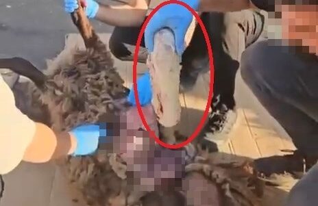 OLU KOYUNUN KARNINDA UYUSTURUCU SEVKIYAT 909455 270229 e1757679760841