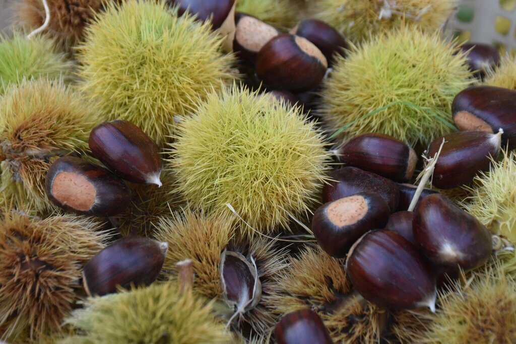 ORGANIK KESTANEDE ILK HASAT 388190 107657 scaled