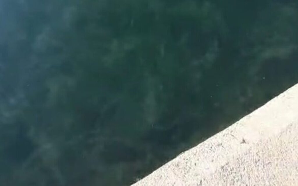 PROF. DR. SARI MUSILAJ ORUMCEK AGI GIBI 449798 132817 e1733137327463