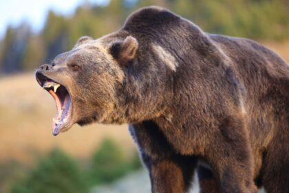 Profesorden uyari 5 kat artan ayilar icin kontrollu avlanma