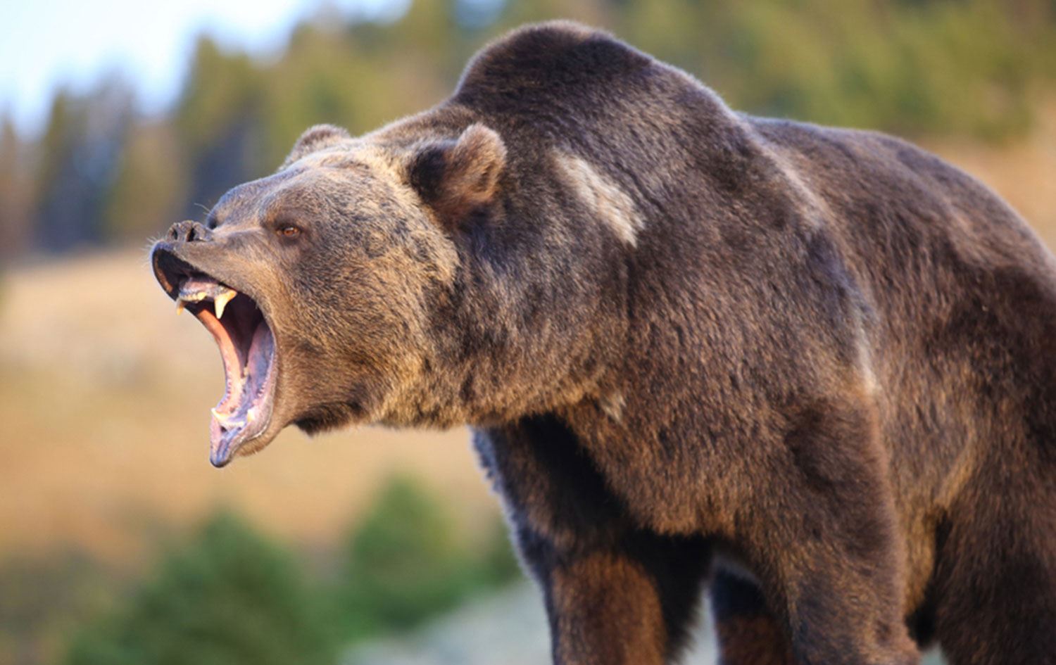 Profesörden uyarı 5 kat artan ayılar için kontrollü avlanma