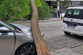 RUZGARIN DEVIRDIGI AGAC OTOMOBILIN UZER 918529 272943 e1758191301347