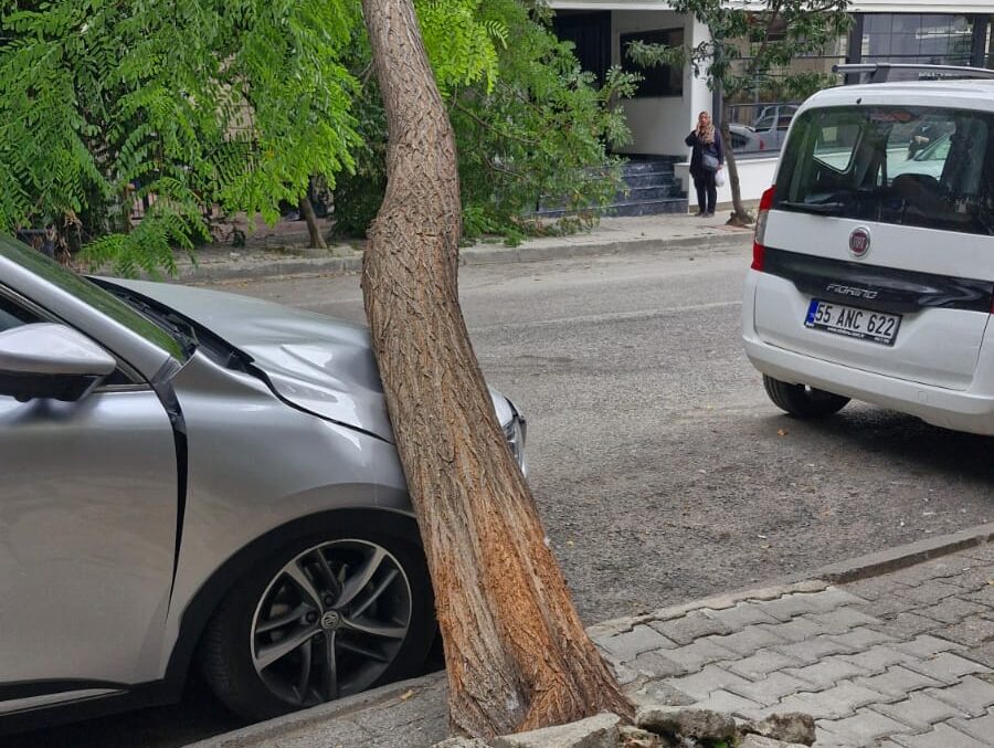 Rüzgarın devirdiği ağaç, otomobilin üzerine düştü