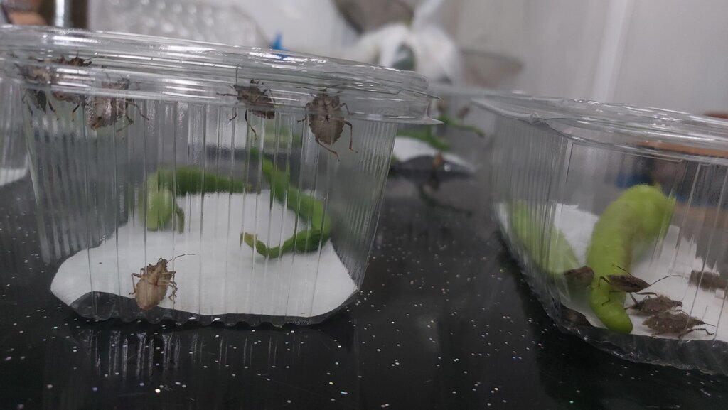 SAMSUN DOC. DR. SARUHAN KAHVERENGI KOKA 354442 97766 scaled