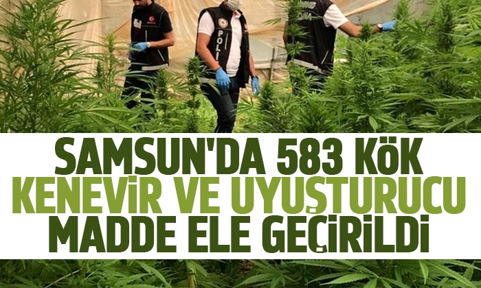 Samsun’da 583 kök kenevir ve uyuşturucu ele geçirildi