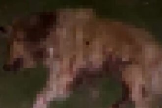 SAMSUNDA 9 KOPEK TABANCA ILE VURULARAK 1031633 306095 e1764084935951