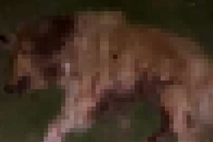 SAMSUNDA 9 KOPEK TABANCA ILE VURULARAK 1031633 306095 e1764084935951