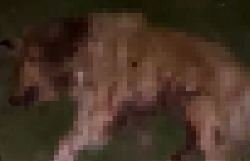 SAMSUNDA 9 KOPEK TABANCA ILE VURULARAK 1031633 306095 e1764084935951