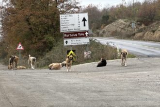 SAMSUNDA OLU BULUNAN 9 KOPEKTEN ALINAN 1032341 306329