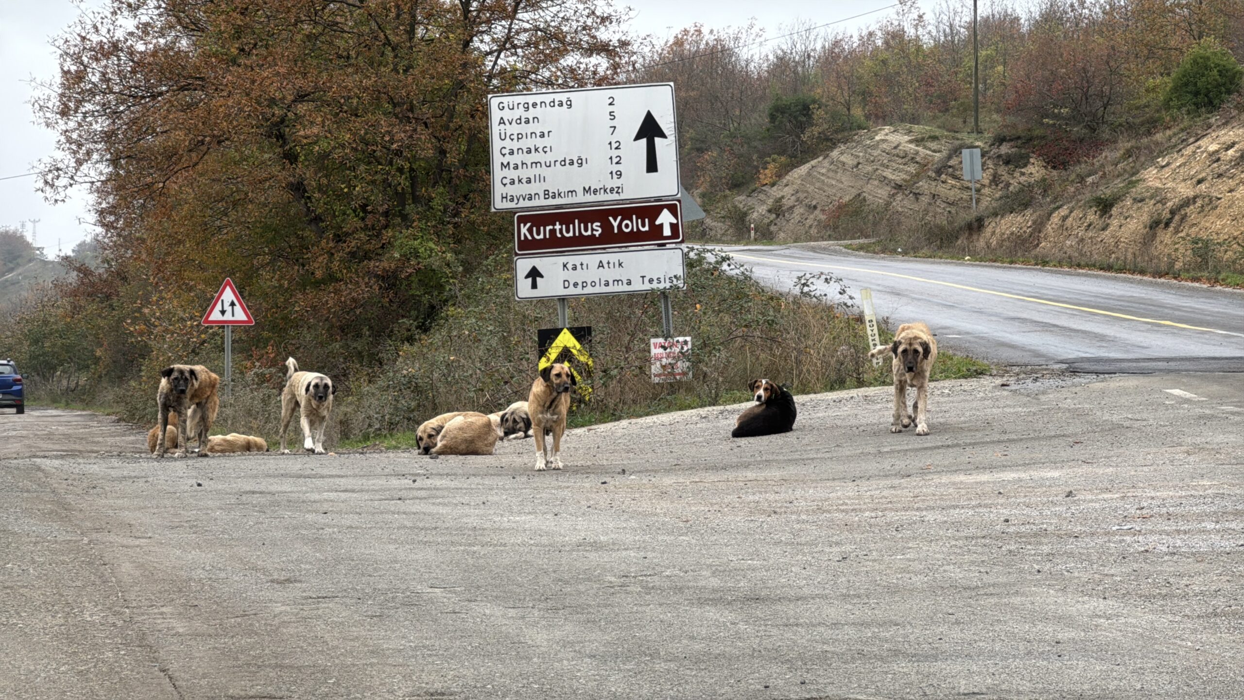 Samsun'da ölü bulunan 9 köpekten alınan doku örnekleri test