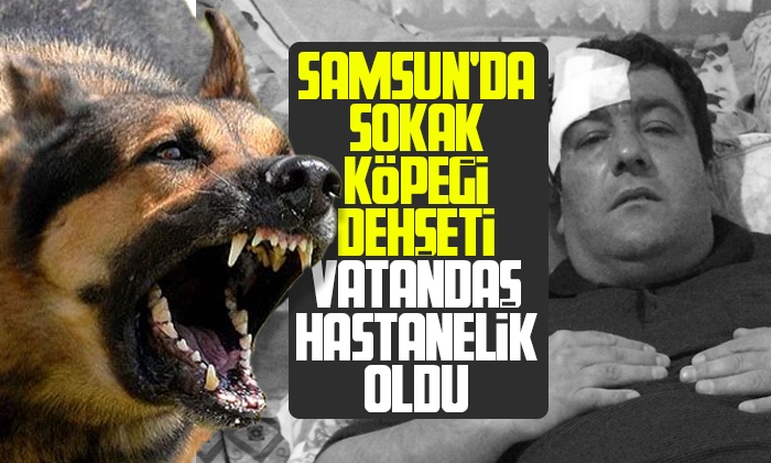 Samsun’da vatandaşa köpek saldırdı