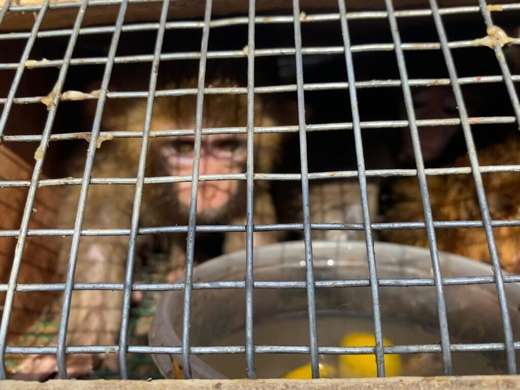 SINIR KAPISINDA 3 MAKAK MAYMUNU ELE GECI 451502 133314 scaled