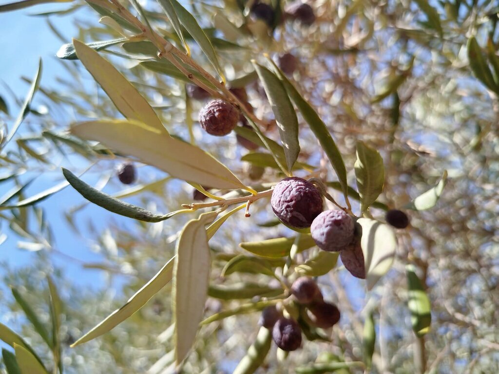 SOFRALIK ZEYTINI SICAK VURDU 379706 105147