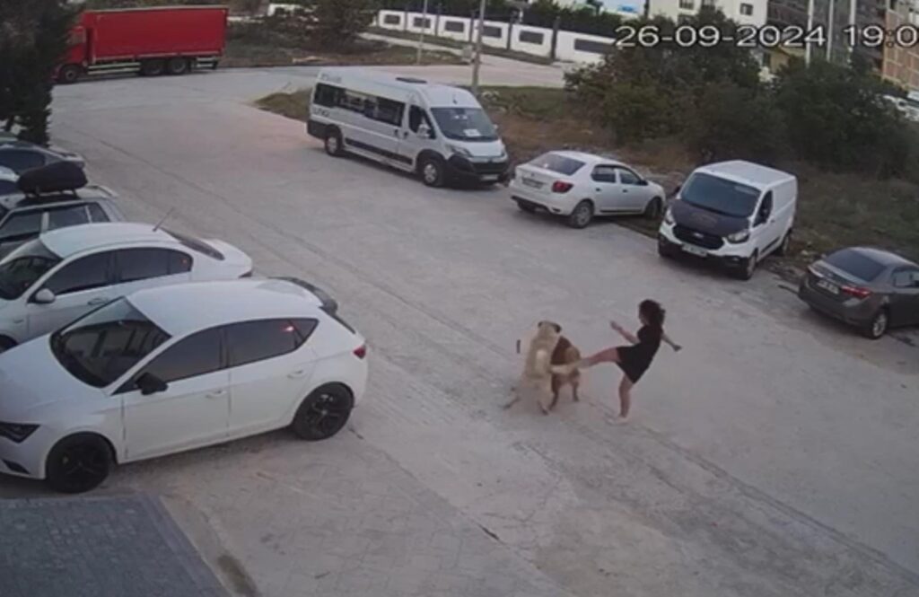 Sokak köpeğinin saldırısına uğrayan köpeğini kurtardı