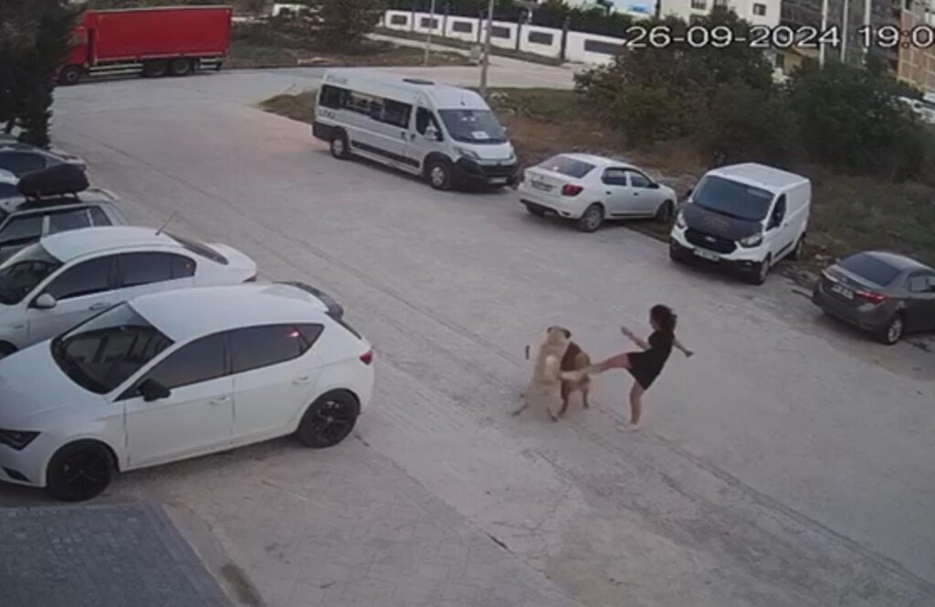 SOKAK KOPEGININ SALDIRISINA UGRAYAN KOPE 412194 114544