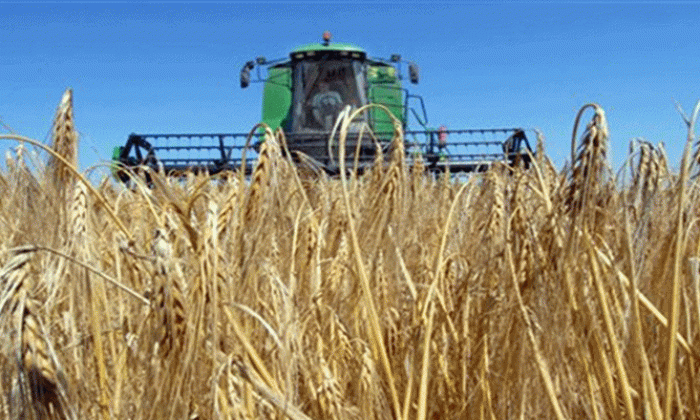 Samsun’da 379 bin 804 ton buğday üretildi