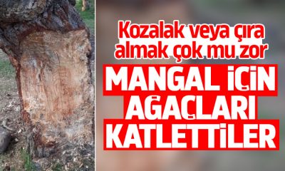 Samsun’da mangal yakma uğruna ağaç katliamı