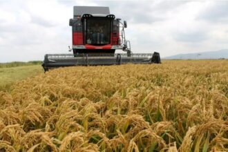 Samsunun Bafra Ovasinda celtik hasadi basladi