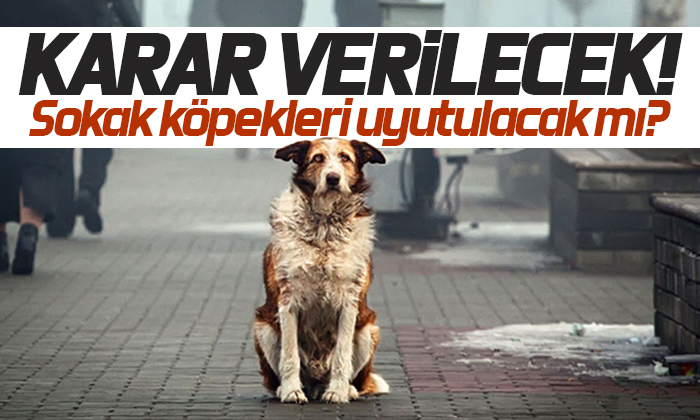 Sokak köpekleri uyutulacak mı?