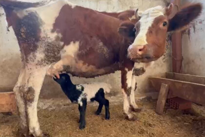 TOKATTA ANNESI OLEN KUZUYU INEK EMZIRIY 1064062 315730