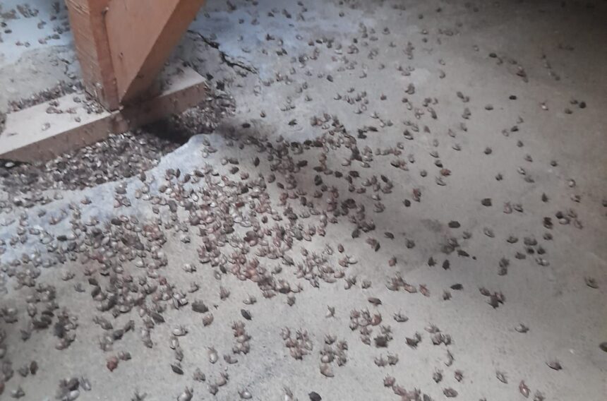 TRABZONDA KAHVERENGI KOKARCA EVLERI IST 952441 282748 e1759909724937