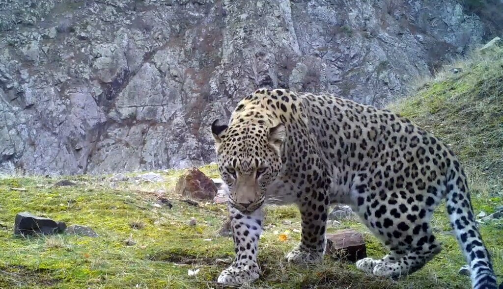 TURKIYEDE 10 ANADOLU PARSI GORUNTULEND 438062 129273