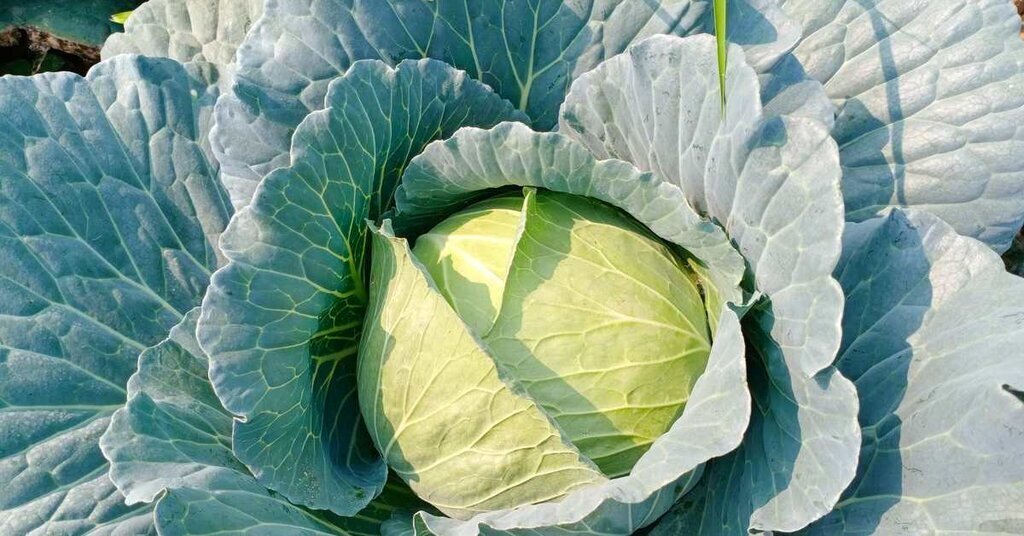 Turkiyenin lahanasi Samsunda yetisiyor