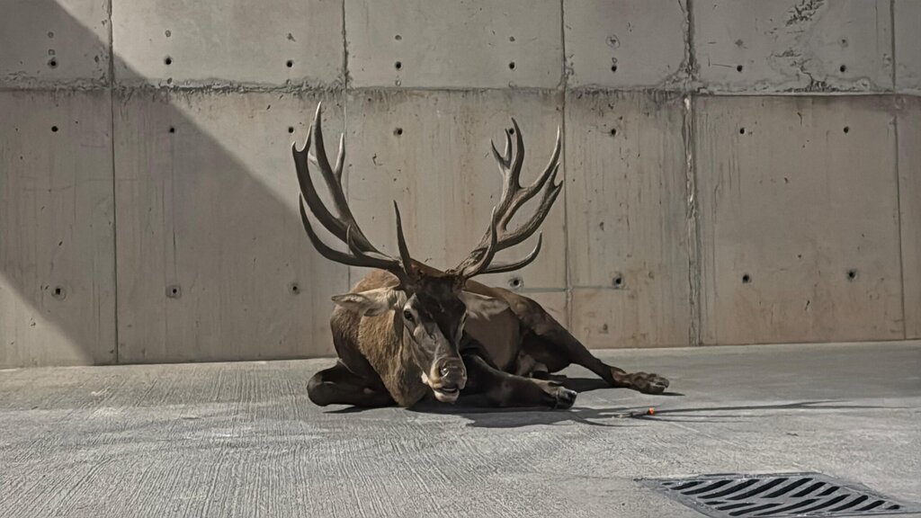 YARALI GEYIK FABRIKAYA SIGINDI 356722 98343 scaled