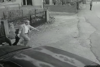 YAVRU KOPEGI KUYRUGUNDAN TUTUP YERE FIRL 947510 281382