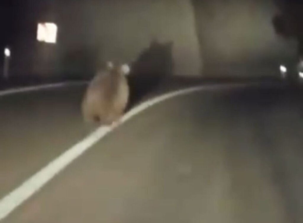 YOLA CIKAN AYI KAMERADA 414097 115082 e1727680849267