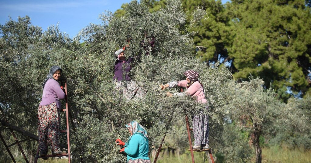 Zeytin ağacı kurak yazda strese girdi, yağ verimi ve kalitesi düştü