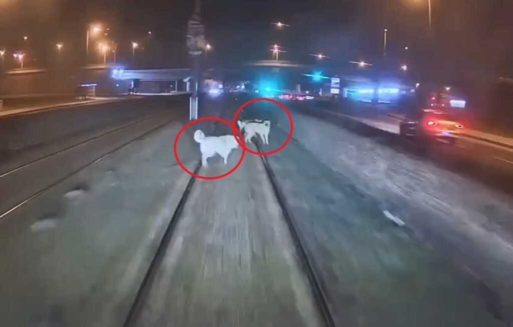 Tramvay raylarına köpek bağladılar, vatman son dakika fark etti