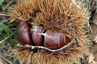 ZIRAAT FAKULTESINDE YETISTIRILEN HASTALI 950710 282256