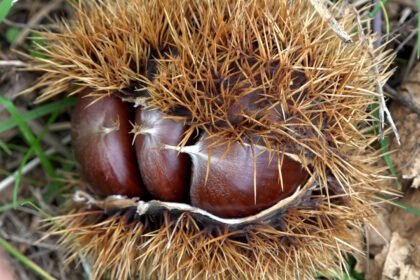 ZIRAAT FAKULTESINDE YETISTIRILEN HASTALI 950710 282256