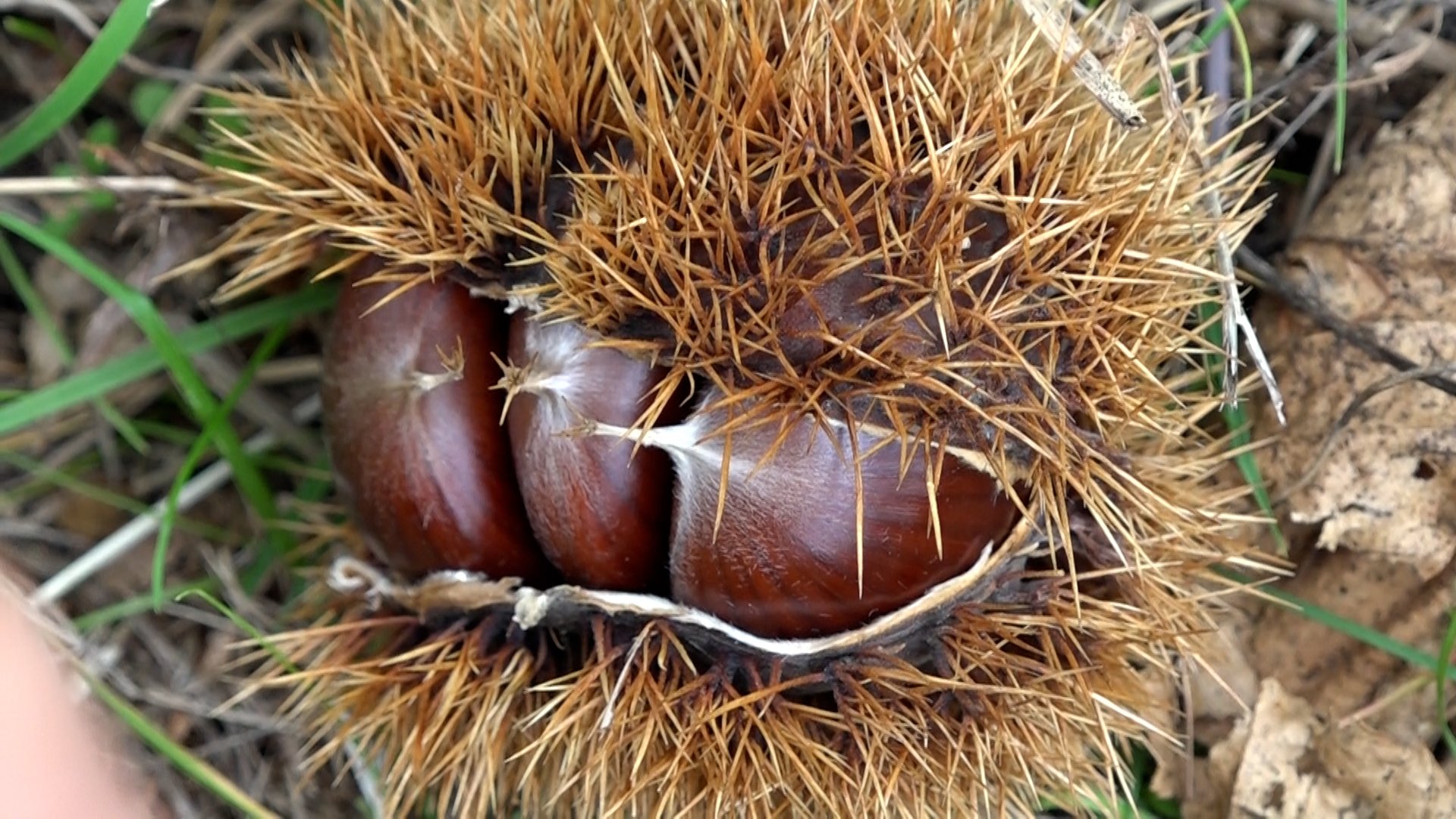 Ziraat Fakültesinde yetiştirilen hastalığa ve zararlılara d