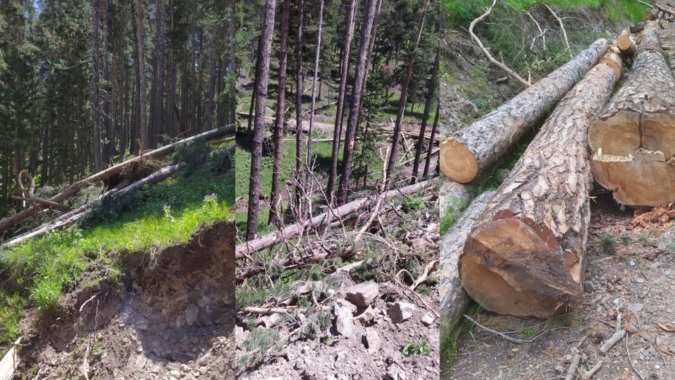 Erzurum’da sarıçam ormanlarında yapılan kesim çalışması, adeta ‘katliam’ görüntüleri oluşturdu