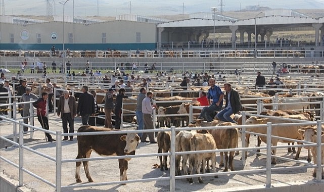 Kurbanlık fiyatları katlanarak yükseliyor!